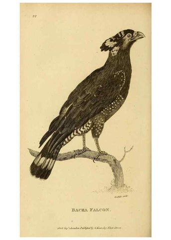 Reproducción/Reproduction 49831049822: General zoology, or Systematic natural history. London,Printed for G. Kearsley,1800-1826.. 