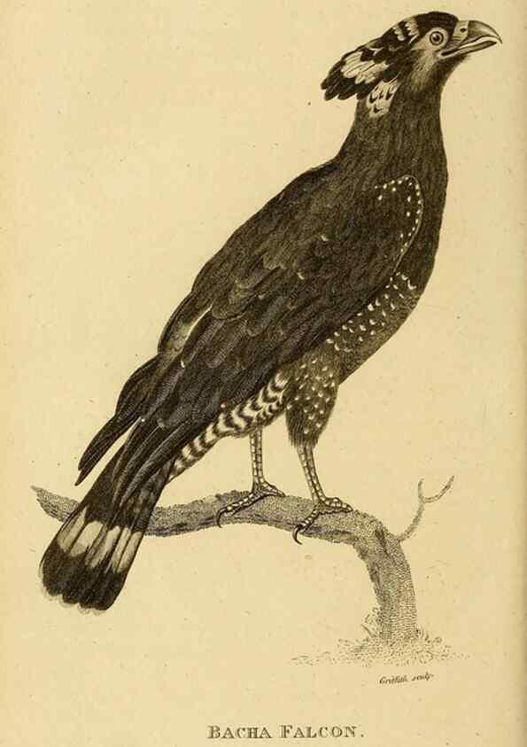 Reproducción/Reproduction 49831049822: General zoology, or Systematic natural history. London,Printed for G. Kearsley,1800-1826.. 