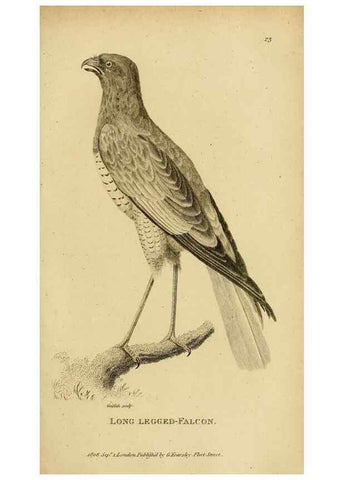 Reproducción/Reproduction 49830207908: General zoology, or Systematic natural history. London,Printed for G. Kearsley,1800-1826.. 