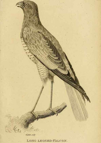 Reproducción/Reproduction 49830207908: General zoology, or Systematic natural history. London,Printed for G. Kearsley,1800-1826.. 