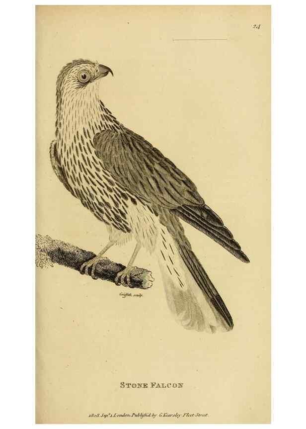 Reproducción/Reproduction 49830208643: General zoology, or Systematic natural history. London,Printed for G. Kearsley,1800-1826.. 
