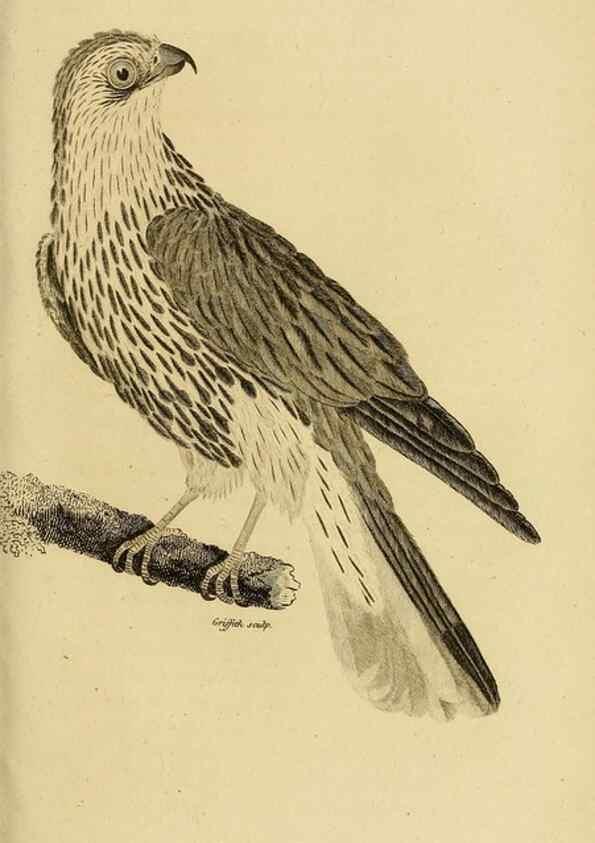 Reproducción/Reproduction 49830208643: General zoology, or Systematic natural history. London,Printed for G. Kearsley,1800-1826.. 