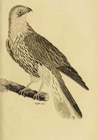 Reproducción/Reproduction 49830208643: General zoology, or Systematic natural history. London,Printed for G. Kearsley,1800-1826.. 