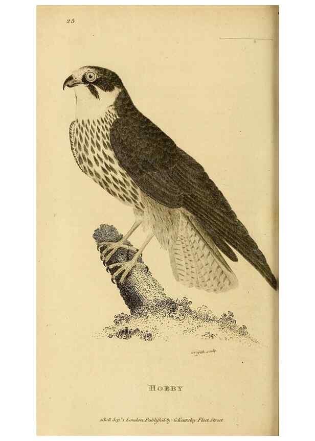 Reproducción/Reproduction 49831051652: General zoology, or Systematic natural history. London,Printed for G. Kearsley,1800-1826.. 
