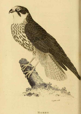 Reproducción/Reproduction 49831051652: General zoology, or Systematic natural history. London,Printed for G. Kearsley,1800-1826.. 