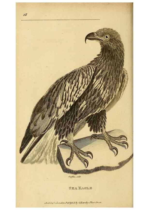 Reproducción/Reproduction 49830204938: General zoology, or Systematic natural history. London,Printed for G. Kearsley,1800-1826.. 