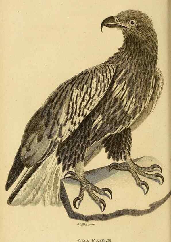 Reproducción/Reproduction 49830204938: General zoology, or Systematic natural history. London,Printed for G. Kearsley,1800-1826.. 