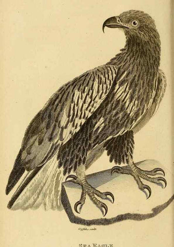 Reproducción/Reproduction 49830204938: General zoology, or Systematic natural history. London,Printed for G. Kearsley,1800-1826.. 