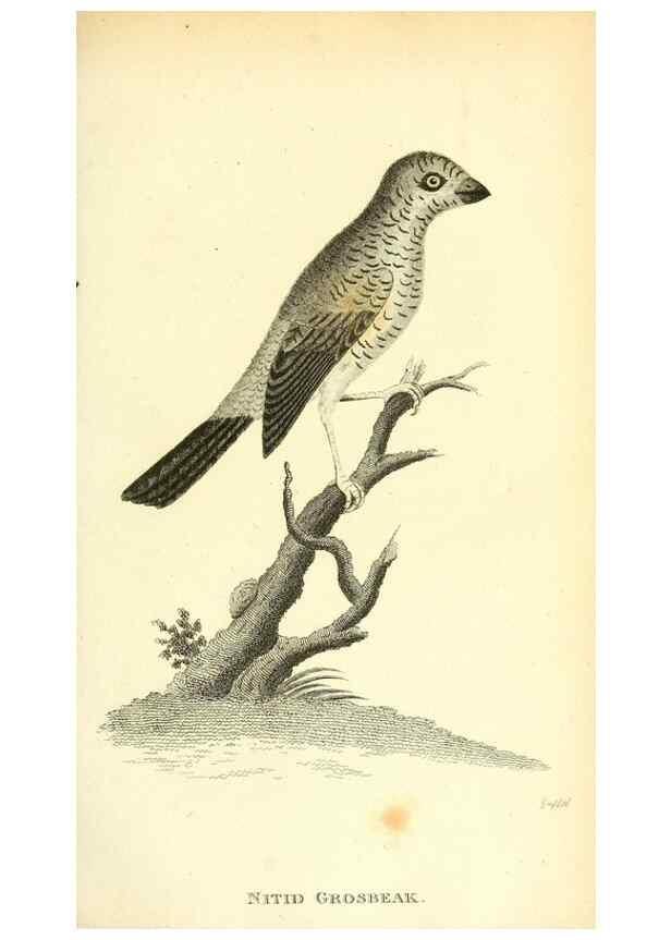 Reproducción/Reproduction 49830785236: General zoology, or Systematic natural history. London,Printed for G. Kearsley,1800-1826.. 