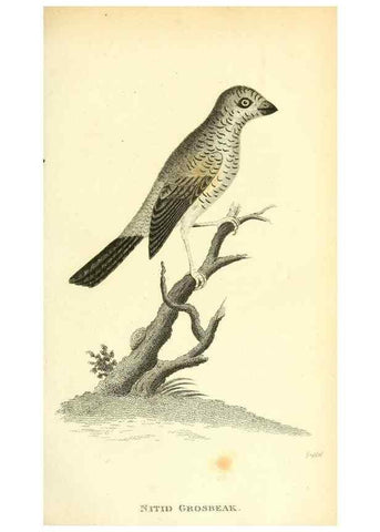 Reproducción/Reproduction 49830785236: General zoology, or Systematic natural history. London,Printed for G. Kearsley,1800-1826.. 