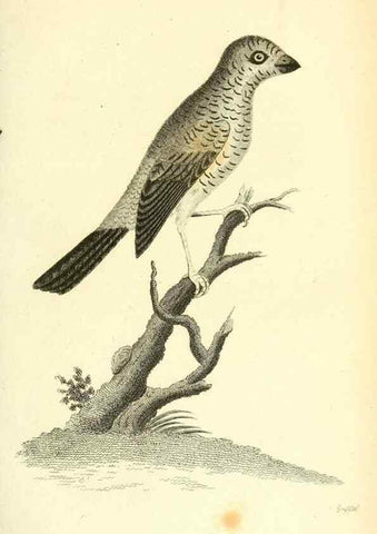 Reproducción/Reproduction 49830785236: General zoology, or Systematic natural history. London,Printed for G. Kearsley,1800-1826.. 