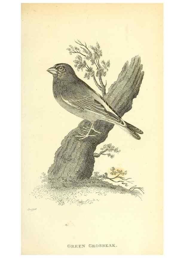 Reproducción/Reproduction 49830252748: General zoology, or Systematic natural history. London,Printed for G. Kearsley,1800-1826.. 
