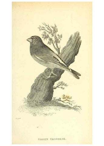 Reproducción/Reproduction 49830252748: General zoology, or Systematic natural history. London,Printed for G. Kearsley,1800-1826.. 