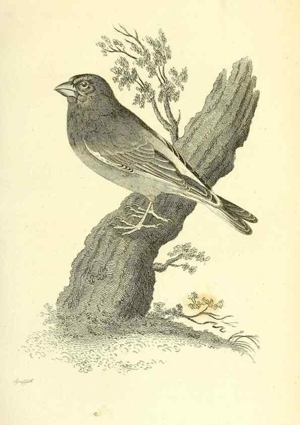 Reproducción/Reproduction 49830252748: General zoology, or Systematic natural history. London,Printed for G. Kearsley,1800-1826.. 