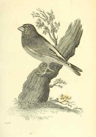 Reproducción/Reproduction 49830252748: General zoology, or Systematic natural history. London,Printed for G. Kearsley,1800-1826.. 