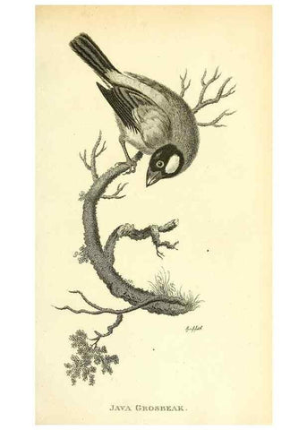 Reproducción/Reproduction 49830253033: General zoology, or Systematic natural history. London,Printed for G. Kearsley,1800-1826.. 