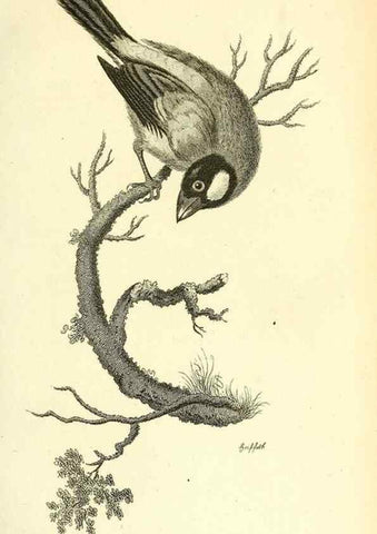 Reproducción/Reproduction 49830253033: General zoology, or Systematic natural history. London,Printed for G. Kearsley,1800-1826.. 