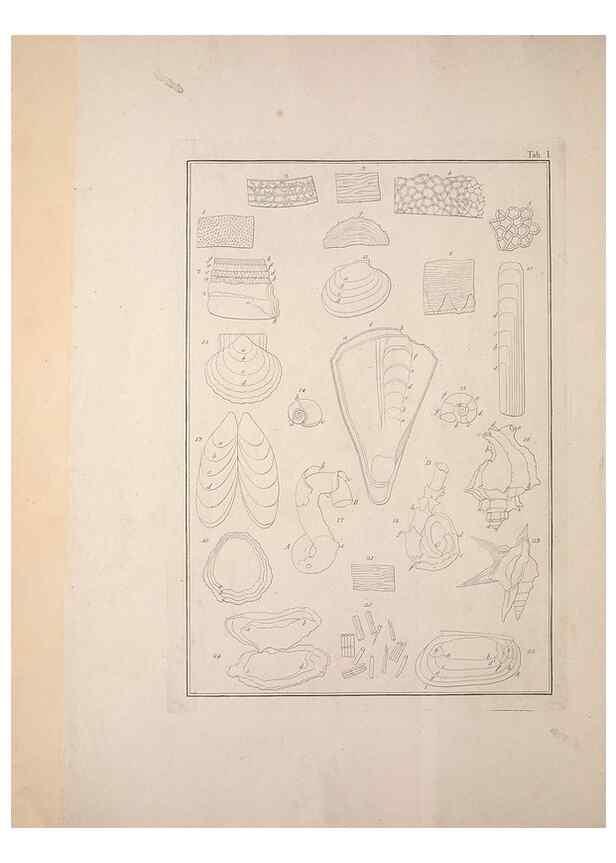 Reproducción/Reproduction 49830293943: Testacea utriusque Siciliae eorumque historia et anatome :. Parmae :Ex regio typographeio,MDCCXCI-MDCCCXXVI [1791-1827]. 
