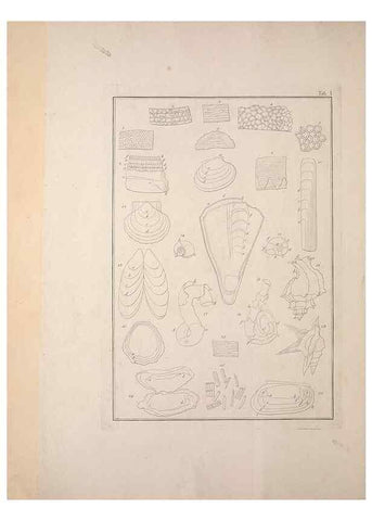 Reproducción/Reproduction 49830293943: Testacea utriusque Siciliae eorumque historia et anatome :. Parmae :Ex regio typographeio,MDCCXCI-MDCCCXXVI [1791-1827]. 