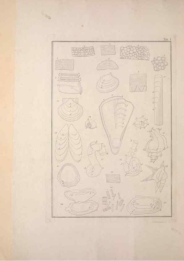 Reproducción/Reproduction 49830293943: Testacea utriusque Siciliae eorumque historia et anatome :. Parmae :Ex regio typographeio,MDCCXCI-MDCCCXXVI [1791-1827]. 