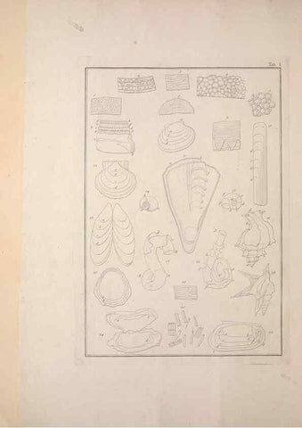 Reproducción/Reproduction 49830293943: Testacea utriusque Siciliae eorumque historia et anatome :. Parmae :Ex regio typographeio,MDCCXCI-MDCCCXXVI [1791-1827]. 