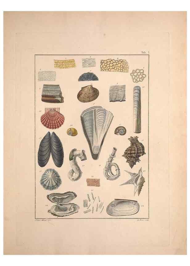 Reproducción/Reproduction 49831134892: Testacea utriusque Siciliae eorumque historia et anatome :. Parmae :Ex regio typographeio,MDCCXCI-MDCCCXXVI [1791-1827]. 