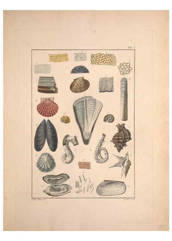 Reproducción/Reproduction 49831134892: Testacea utriusque Siciliae eorumque historia et anatome :. Parmae :Ex regio typographeio,MDCCXCI-MDCCCXXVI [1791-1827]. 