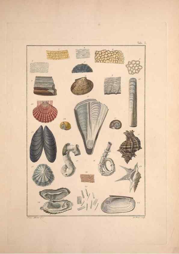 Reproducción/Reproduction 49831134892: Testacea utriusque Siciliae eorumque historia et anatome :. Parmae :Ex regio typographeio,MDCCXCI-MDCCCXXVI [1791-1827]. 