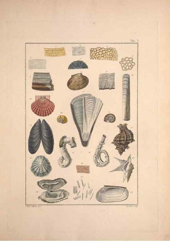 Reproducción/Reproduction 49831134892: Testacea utriusque Siciliae eorumque historia et anatome :. Parmae :Ex regio typographeio,MDCCXCI-MDCCCXXVI [1791-1827]. 