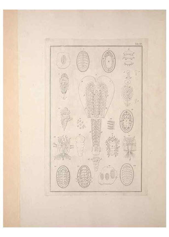 Reproducción/Reproduction 49830295338: Testacea utriusque Siciliae eorumque historia et anatome :. Parmae :Ex regio typographeio,MDCCXCI-MDCCCXXVI [1791-1827]. 