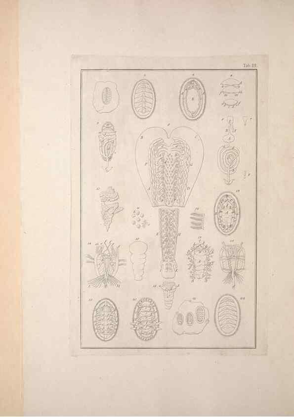 Reproducción/Reproduction 49830295338: Testacea utriusque Siciliae eorumque historia et anatome :. Parmae :Ex regio typographeio,MDCCXCI-MDCCCXXVI [1791-1827]. 