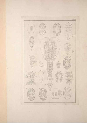 Reproducción/Reproduction 49830295338: Testacea utriusque Siciliae eorumque historia et anatome :. Parmae :Ex regio typographeio,MDCCXCI-MDCCCXXVI [1791-1827]. 