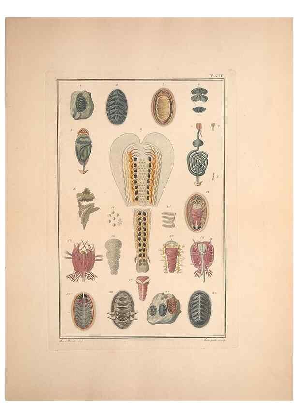 Reproducción/Reproduction 49830295673: Testacea utriusque Siciliae eorumque historia et anatome :. Parmae :Ex regio typographeio,MDCCXCI-MDCCCXXVI [1791-1827]. 
