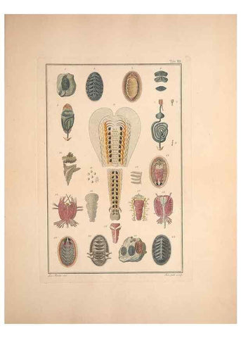 Reproducción/Reproduction 49830295673: Testacea utriusque Siciliae eorumque historia et anatome :. Parmae :Ex regio typographeio,MDCCXCI-MDCCCXXVI [1791-1827]. 