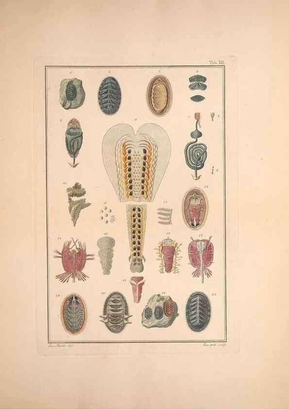 Reproducción/Reproduction 49830295673: Testacea utriusque Siciliae eorumque historia et anatome :. Parmae :Ex regio typographeio,MDCCXCI-MDCCCXXVI [1791-1827]. 