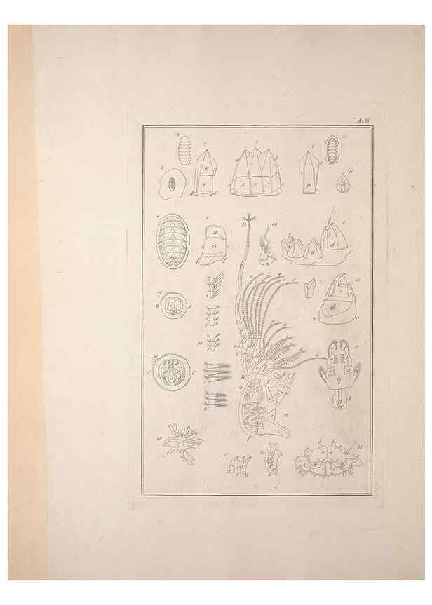 Reproducción/Reproduction 49830295978: Testacea utriusque Siciliae eorumque historia et anatome :. Parmae :Ex regio typographeio,MDCCXCI-MDCCCXXVI [1791-1827]. 