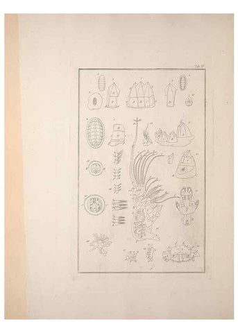 Reproducción/Reproduction 49830295978: Testacea utriusque Siciliae eorumque historia et anatome :. Parmae :Ex regio typographeio,MDCCXCI-MDCCCXXVI [1791-1827]. 