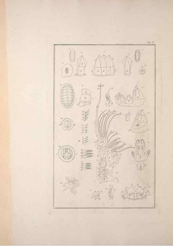 Reproducción/Reproduction 49830295978: Testacea utriusque Siciliae eorumque historia et anatome :. Parmae :Ex regio typographeio,MDCCXCI-MDCCCXXVI [1791-1827]. 
