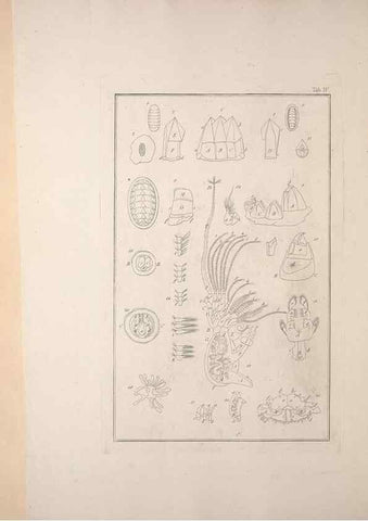 Reproducción/Reproduction 49830295978: Testacea utriusque Siciliae eorumque historia et anatome :. Parmae :Ex regio typographeio,MDCCXCI-MDCCCXXVI [1791-1827]. 