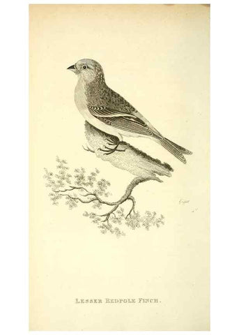Reproducción/Reproduction 49830794096: General zoology, or Systematic natural history. London,Printed for G. Kearsley,1800-1826.. 