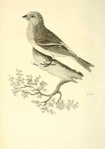 Reproducción/Reproduction 49830794096: General zoology, or Systematic natural history. London,Printed for G. Kearsley,1800-1826.. 
