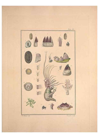 Reproducción/Reproduction 49831136917: Testacea utriusque Siciliae eorumque historia et anatome :. Parmae :Ex regio typographeio,MDCCXCI-MDCCCXXVI [1791-1827]. 