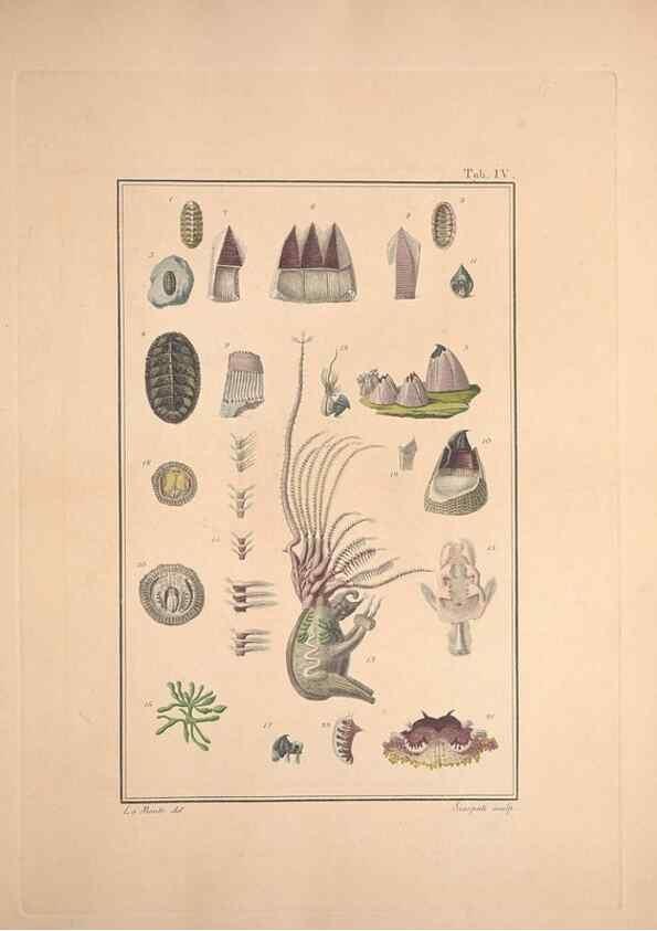 Reproducción/Reproduction 49831136917: Testacea utriusque Siciliae eorumque historia et anatome :. Parmae :Ex regio typographeio,MDCCXCI-MDCCCXXVI [1791-1827]. 