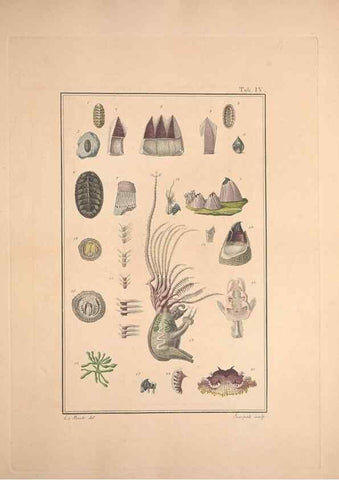 Reproducción/Reproduction 49831136917: Testacea utriusque Siciliae eorumque historia et anatome :. Parmae :Ex regio typographeio,MDCCXCI-MDCCCXXVI [1791-1827]. 
