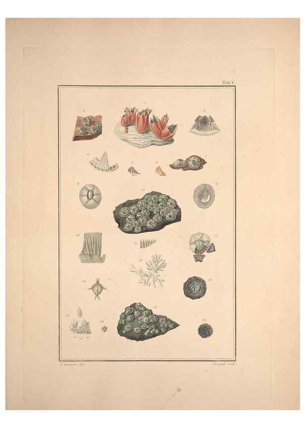 Reproducción/Reproduction 49831137467: Testacea utriusque Siciliae eorumque historia et anatome :. Parmae :Ex regio typographeio,MDCCXCI-MDCCCXXVI [1791-1827]. 