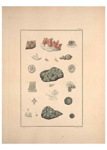 Reproducción/Reproduction 49831137467: Testacea utriusque Siciliae eorumque historia et anatome :. Parmae :Ex regio typographeio,MDCCXCI-MDCCCXXVI [1791-1827]. 