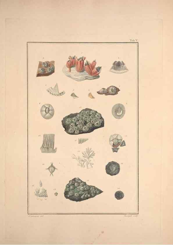 Reproducción/Reproduction 49831137467: Testacea utriusque Siciliae eorumque historia et anatome :. Parmae :Ex regio typographeio,MDCCXCI-MDCCCXXVI [1791-1827]. 