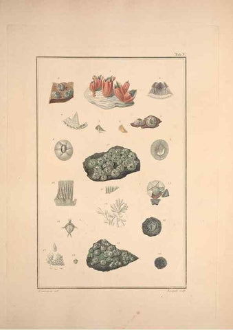 Reproducción/Reproduction 49831137467: Testacea utriusque Siciliae eorumque historia et anatome :. Parmae :Ex regio typographeio,MDCCXCI-MDCCCXXVI [1791-1827]. 