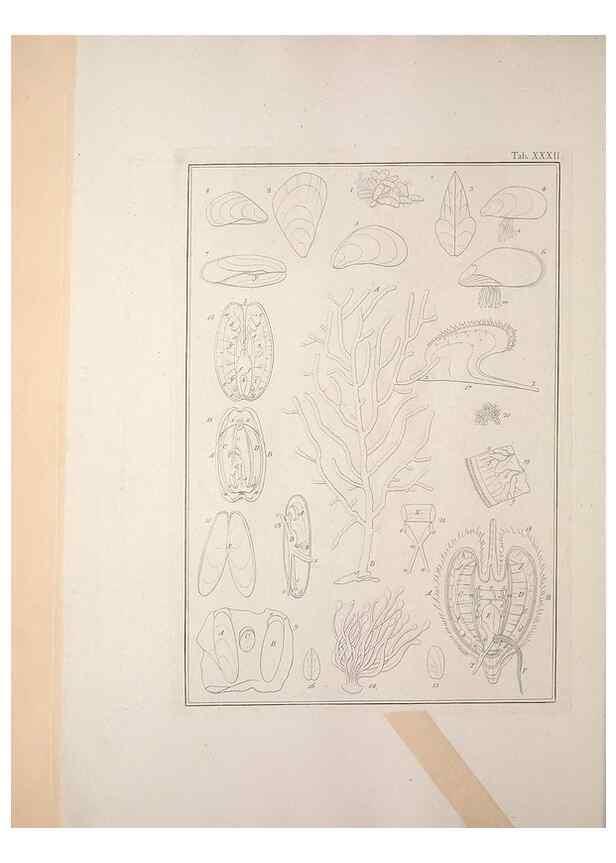 Reproducción/Reproduction 49831158887: Testacea utriusque Siciliae eorumque historia et anatome :. Parmae :Ex regio typographeio,MDCCXCI-MDCCCXXVI [1791-1827]. 