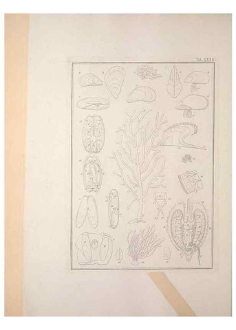 Reproducción/Reproduction 49831158887: Testacea utriusque Siciliae eorumque historia et anatome :. Parmae :Ex regio typographeio,MDCCXCI-MDCCCXXVI [1791-1827]. 